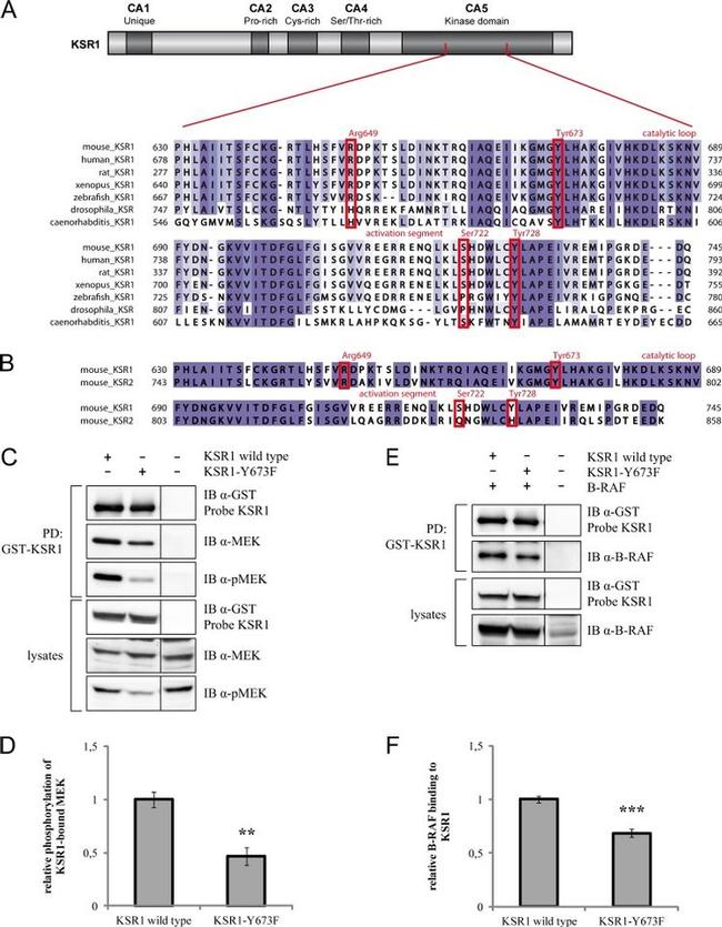 GST Tag Antibody in Immunoprecipitation (IP)