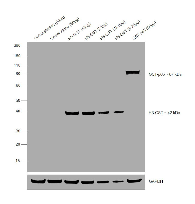 GST Tag Antibody