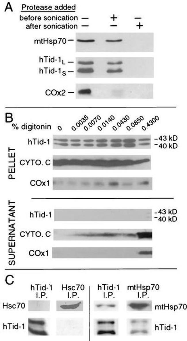 MTCO2 Antibody in Western Blot (WB)