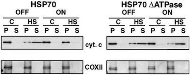 MTCO2 Antibody in Western Blot (WB)