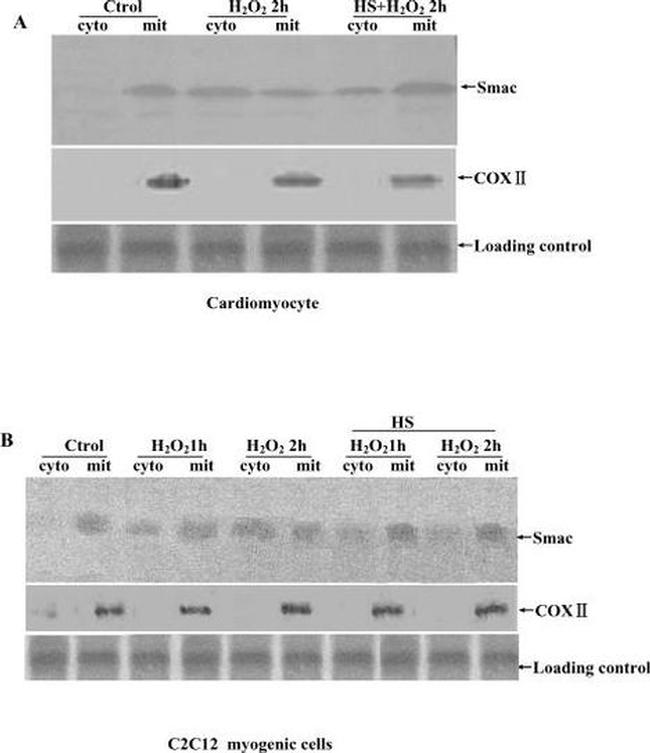 MTCO2 Antibody in Western Blot (WB)