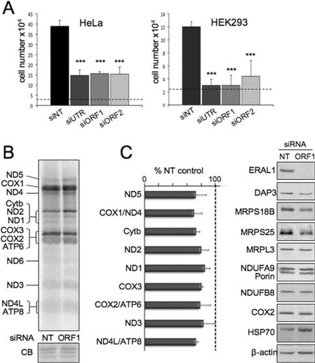 MTCO2 Antibody in Western Blot (WB)