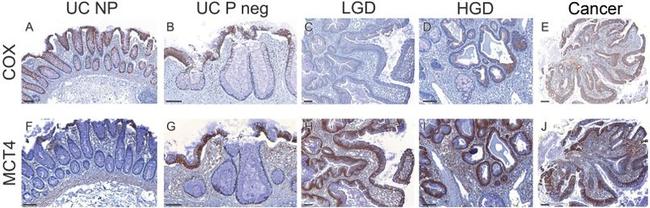 MTCO2 Antibody in Immunohistochemistry (IHC)