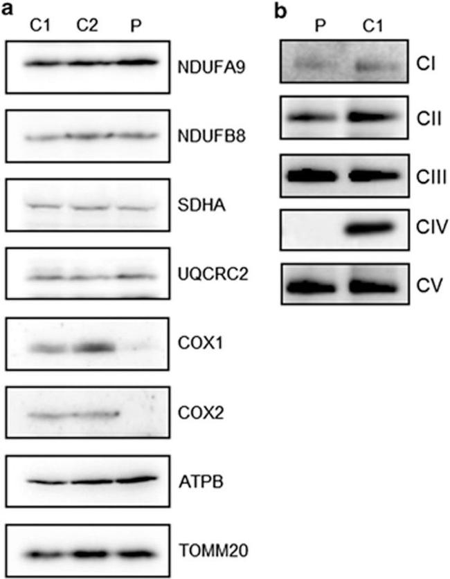 MTCO2 Antibody in Western Blot (WB)