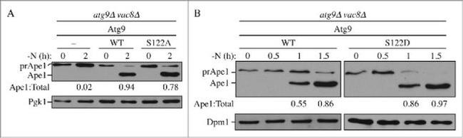 DPM1 Antibody in Western Blot (WB)