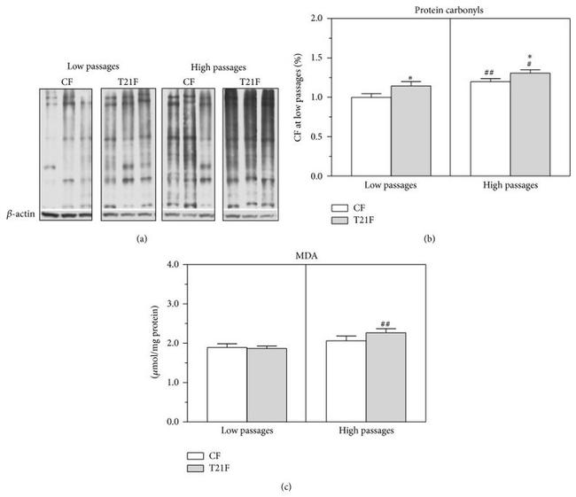 Dinitrophenyl-KLH Antibody in Western Blot (WB)