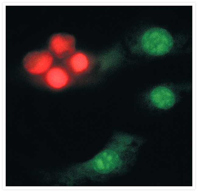 Dinitrophenyl-KLH Antibody in Immunocytochemistry (ICC/IF)