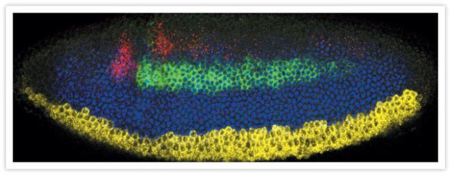 Dinitrophenyl-KLH Antibody in Immunohistochemistry (IHC)