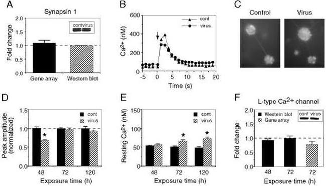 Synapsin 1 Antibody in Western Blot (WB)