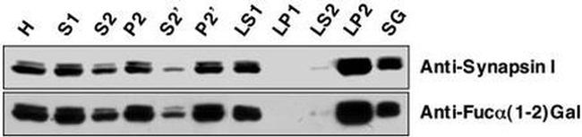 Synapsin 1 Antibody in Western Blot (WB)