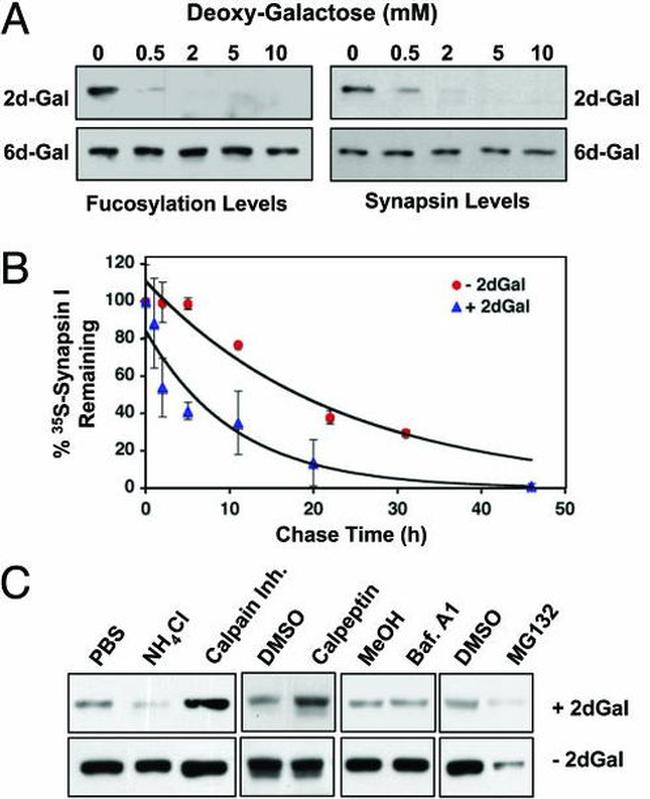 Synapsin 1 Antibody in Western Blot (WB)