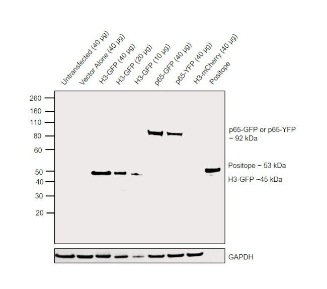 GFP Antibody