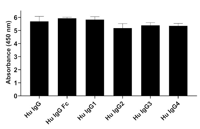 Human IgG Fc Secondary Antibody