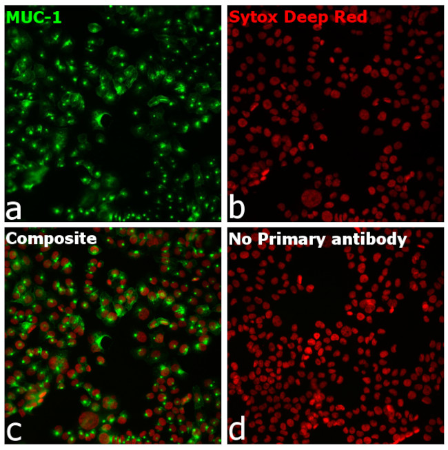 Human IgG Fc Secondary Antibody in Immunocytochemistry (ICC/IF)