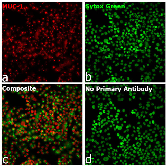 Human IgG Fc Secondary Antibody in Immunocytochemistry (ICC/IF)