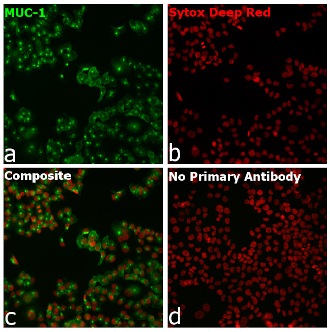 Human IgG (Heavy Chain) Secondary Antibody in Immunocytochemistry (ICC/IF)