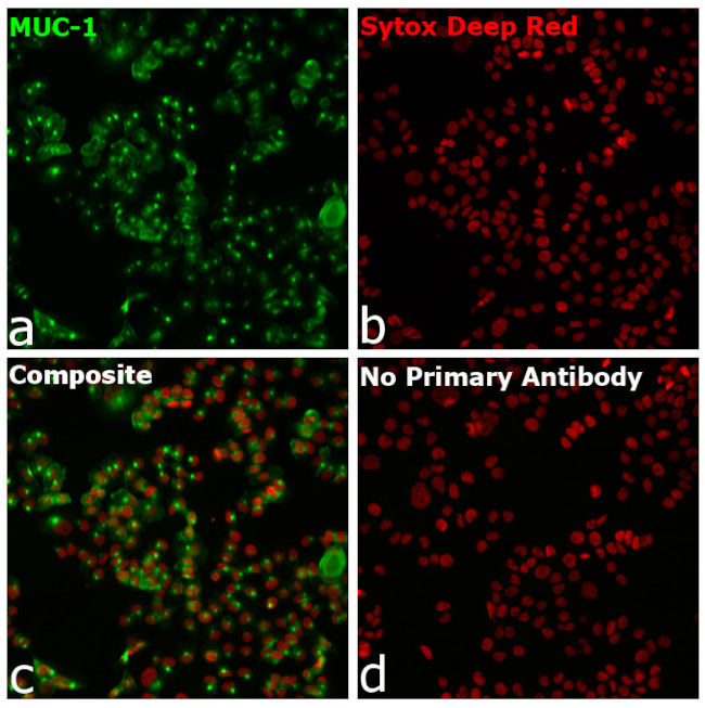 Human IgG Fab Secondary Antibody in Immunocytochemistry (ICC/IF)