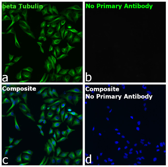 Mouse IgG1 Fc Secondary Antibody in Immunocytochemistry (ICC/IF)