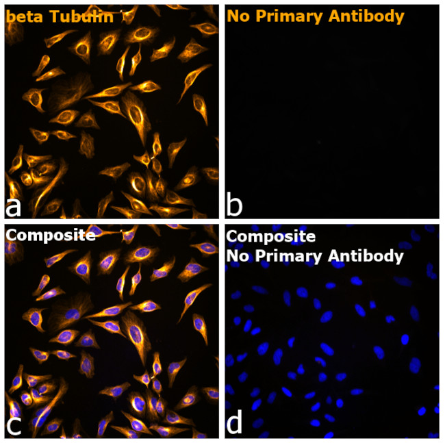 Mouse IgG1 Fc Secondary Antibody in Immunocytochemistry (ICC/IF)