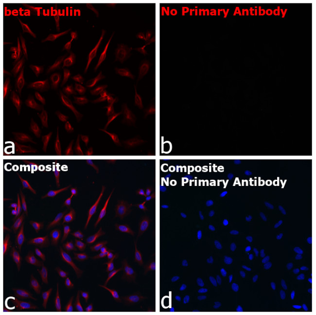 Mouse IgG1 Fc Secondary Antibody in Immunocytochemistry (ICC/IF)