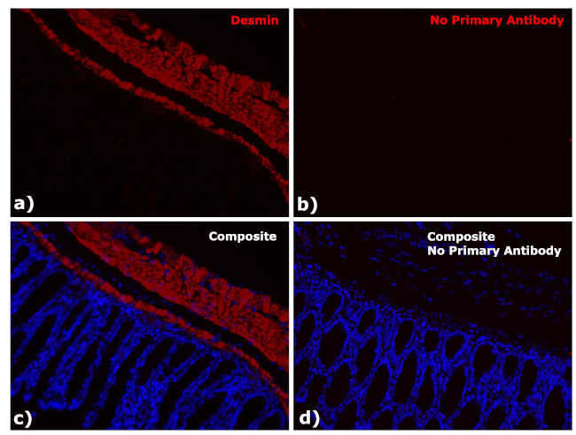 Mouse IgG1 Fc Secondary Antibody in Immunohistochemistry (Paraffin) (IHC (P))