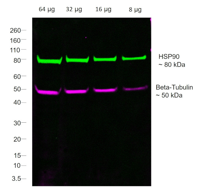 Mouse IgG1 Fc Secondary Antibody in Western Blot (WB)