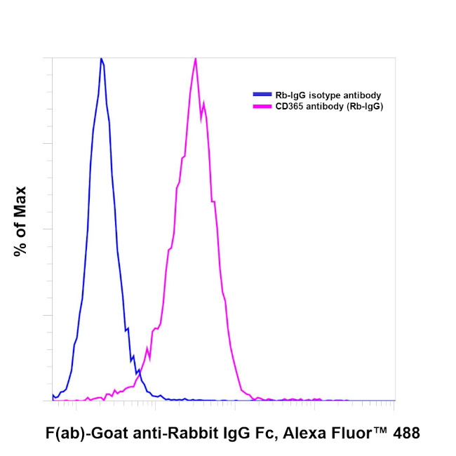 Rabbit IgG Fc Secondary Antibody in Immunocytochemistry (ICC/IF)