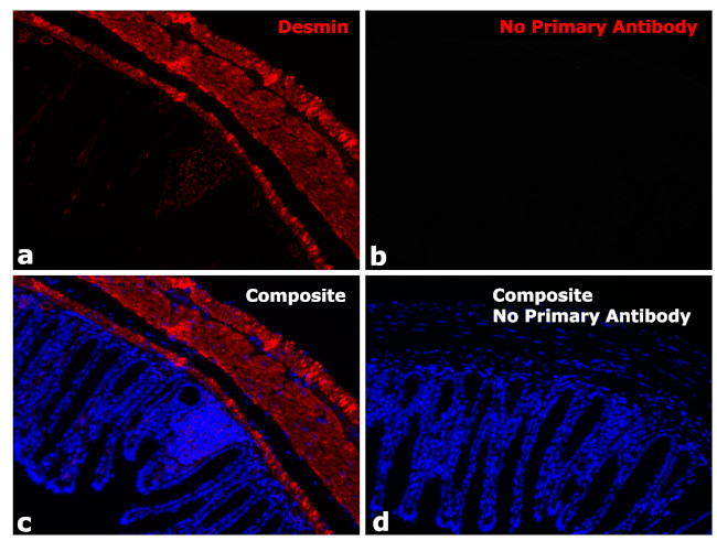 Rabbit IgG Fc Secondary Antibody in Immunohistochemistry (Paraffin) (IHC (P))