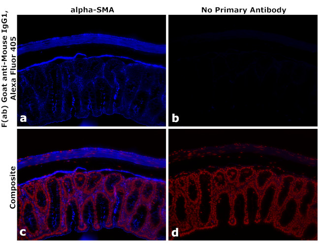 Mouse IgG1 Fc Secondary Antibody in Immunohistochemistry (PFA fixed) (IHC (PFA))