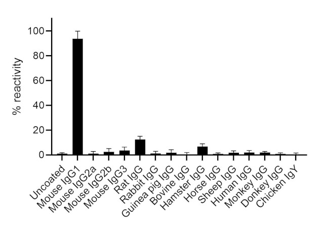 Mouse IgG1 Fc Secondary Antibody