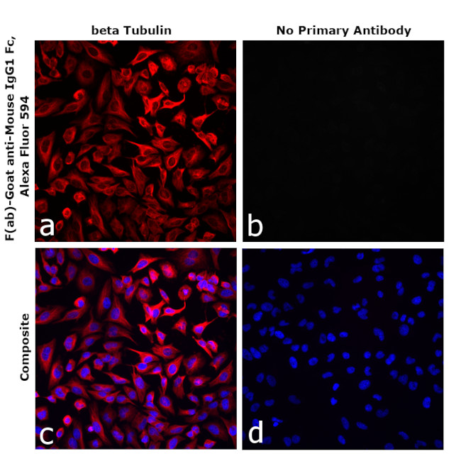 Mouse IgG1 Fc Secondary Antibody in Immunocytochemistry (ICC/IF)