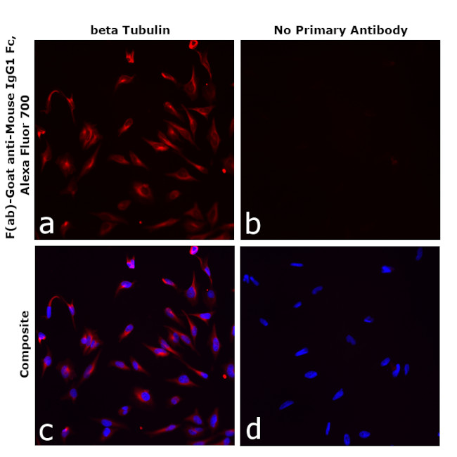 Mouse IgG1 Fc Secondary Antibody in Immunocytochemistry (ICC/IF)