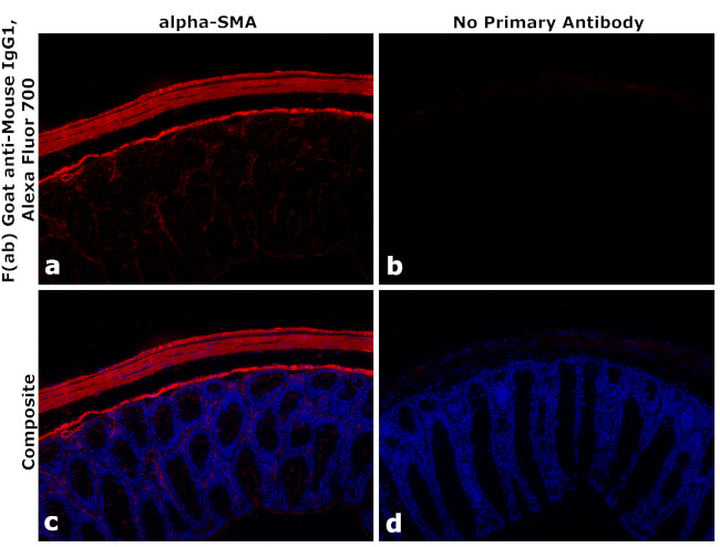 Mouse IgG1 Fc Secondary Antibody in Immunohistochemistry (PFA fixed) (IHC (PFA))