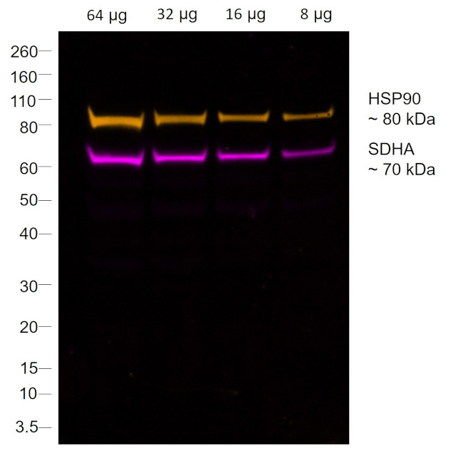 Mouse IgG1 Fc Secondary Antibody in Western Blot (WB)