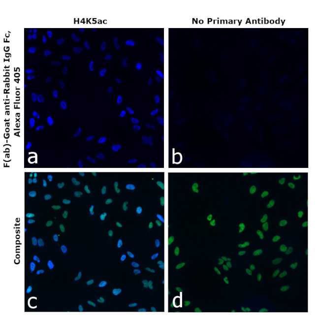 Rabbit IgG Fc Secondary Antibody in Immunocytochemistry (ICC/IF)