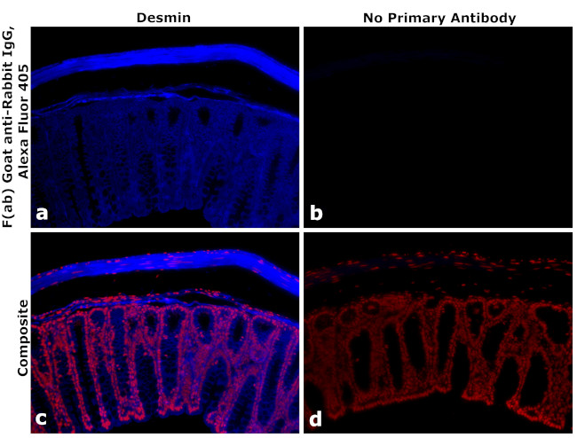 Rabbit IgG Fc Secondary Antibody in Immunohistochemistry (PFA fixed) (IHC (PFA))