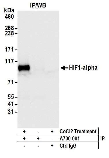 HIF1-alpha Antibody in Immunoprecipitation (IP)