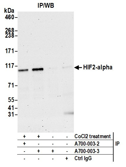 HIF2-alpha Antibody in Immunoprecipitation (IP)