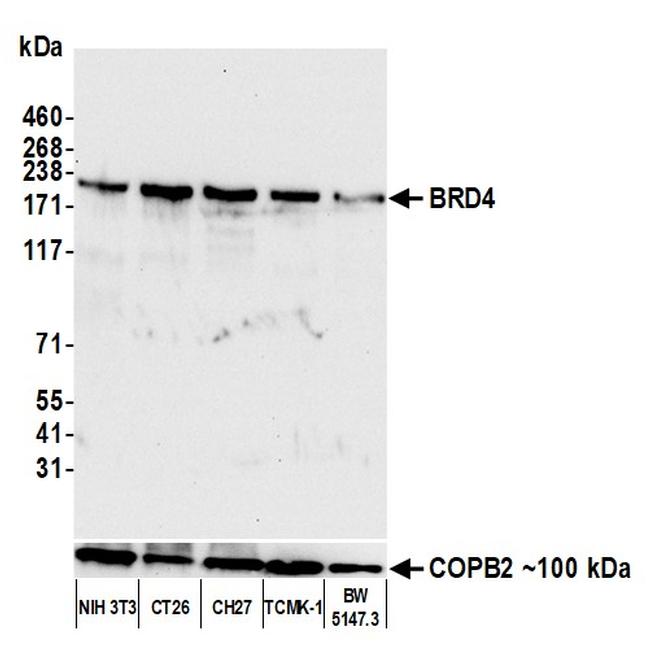 BRD4 Antibody in Western Blot (WB)