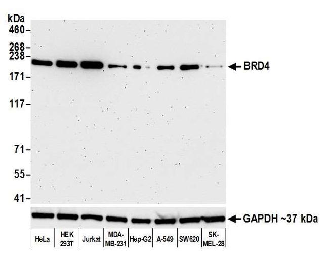 BRD4 Antibody in Western Blot (WB)