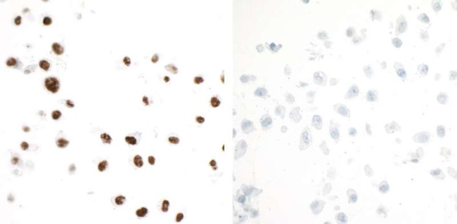 Phospho-KAP-1 (Ser824) Antibody in Immunocytochemistry (ICC/IF)