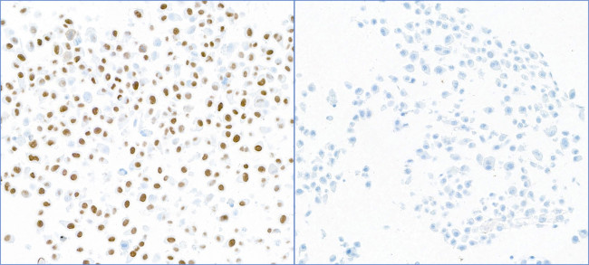 Phospho-KAP-1 (Ser824) Antibody in Immunocytochemistry (ICC/IF)