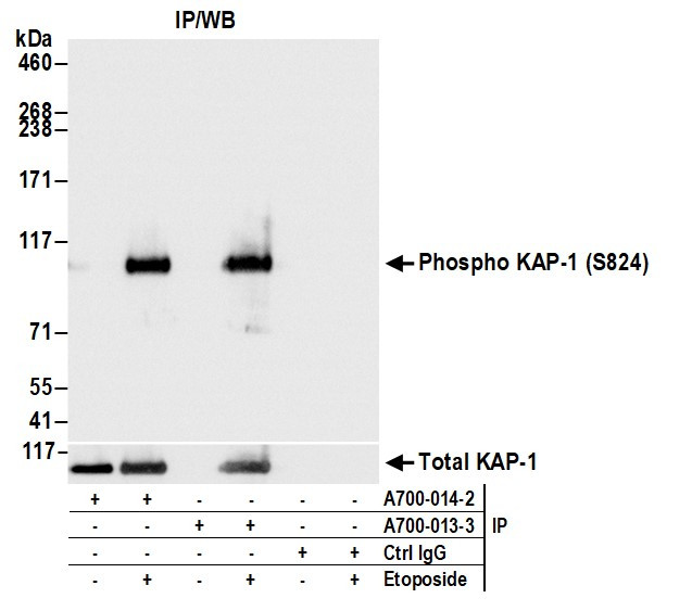 Phospho-KAP-1 (Ser824) Antibody in Immunoprecipitation (IP)
