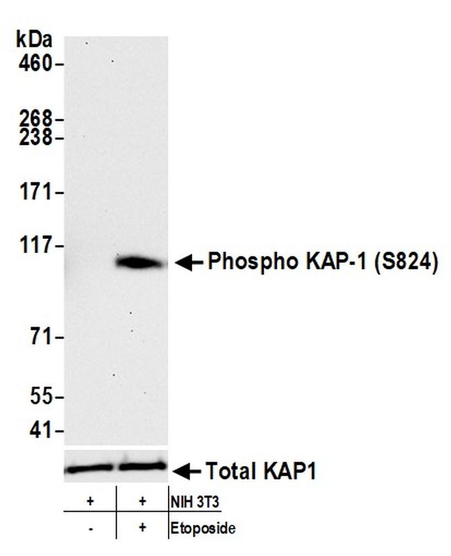 Phospho-KAP-1 (Ser824) Antibody in Western Blot (WB)