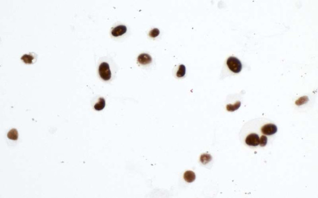 KAP-1 Antibody in Immunocytochemistry (ICC/IF)