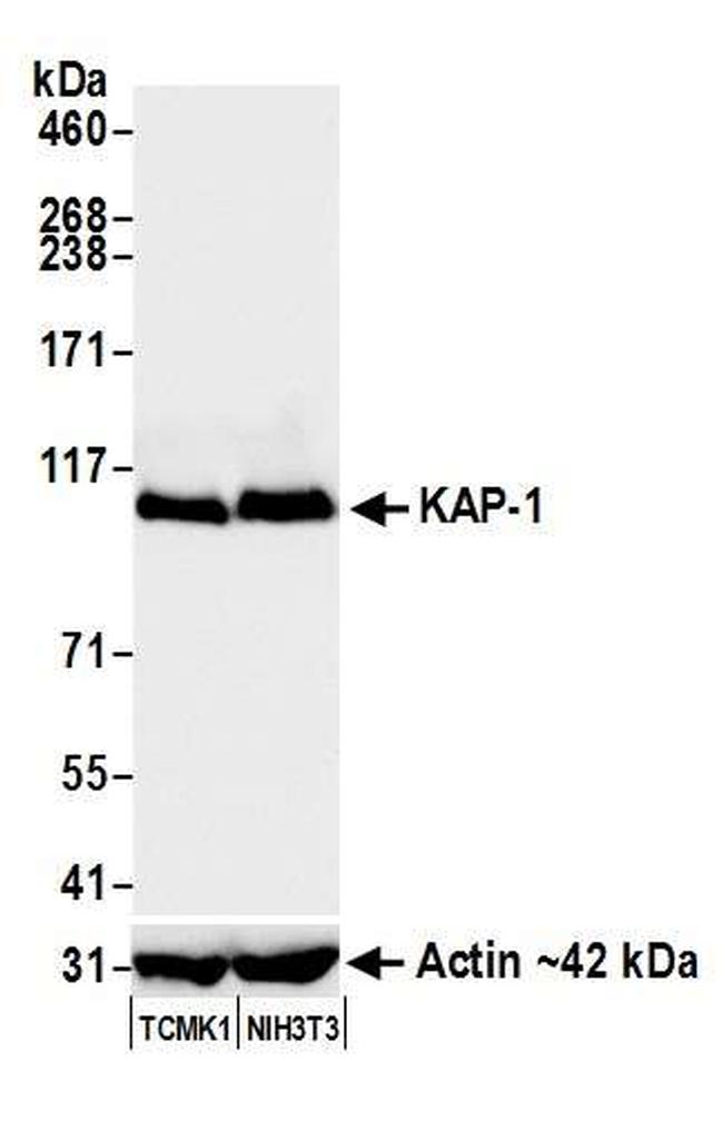 KAP-1 Antibody in Western Blot (WB)