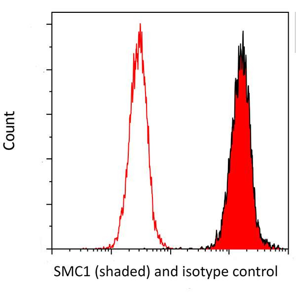 SMC1 Antibody in Flow Cytometry (Flow)