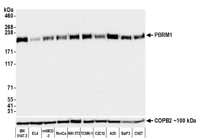 PBRM1 Antibody in Western Blot (WB)