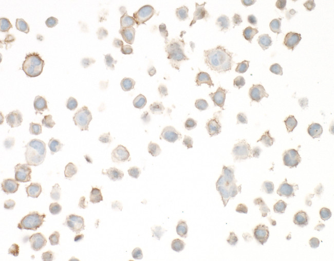 CD86 Antibody in Immunocytochemistry (ICC/IF)