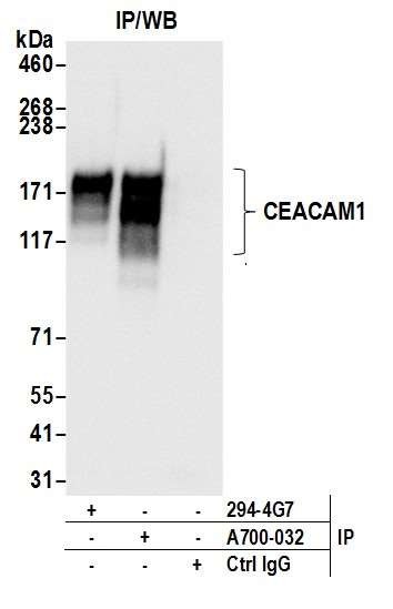 CEACAM1 Antibody in Immunoprecipitation (IP)